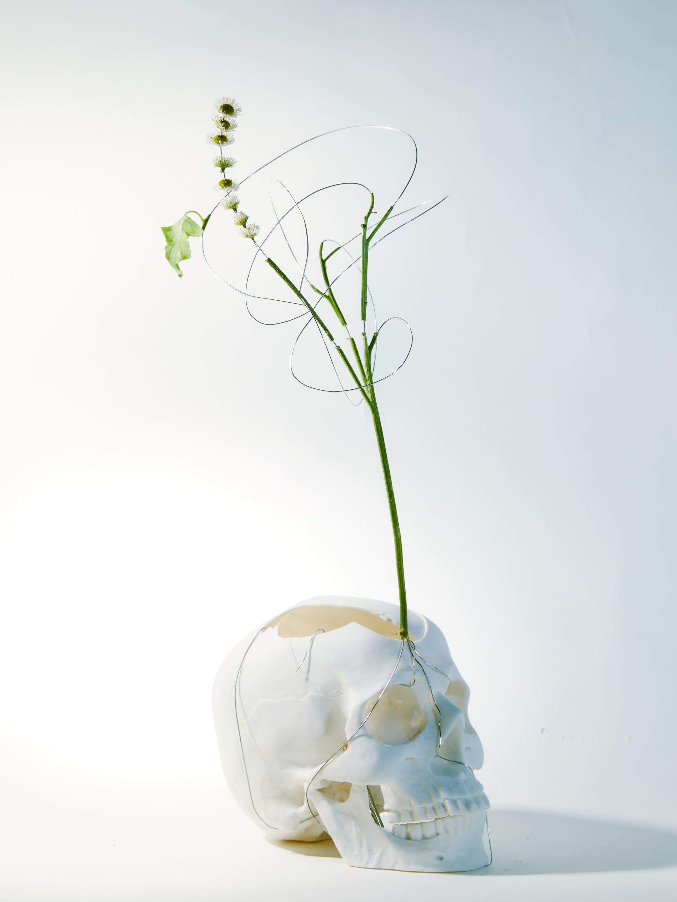 Spring Flower